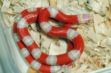 Albino Nelson's Milk Snake. Lampropeltis triangulum nelsoni