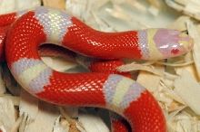 Albino Nelson's Milk Snake. Lampropeltis triangulum nelsoni