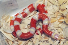 Albino Nelson's Milk Snake. Lampropeltis triangulum nelsoni