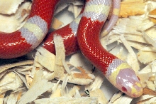 Albino Nelson's Milk Snake. Lampropeltis triangulum nelsoni