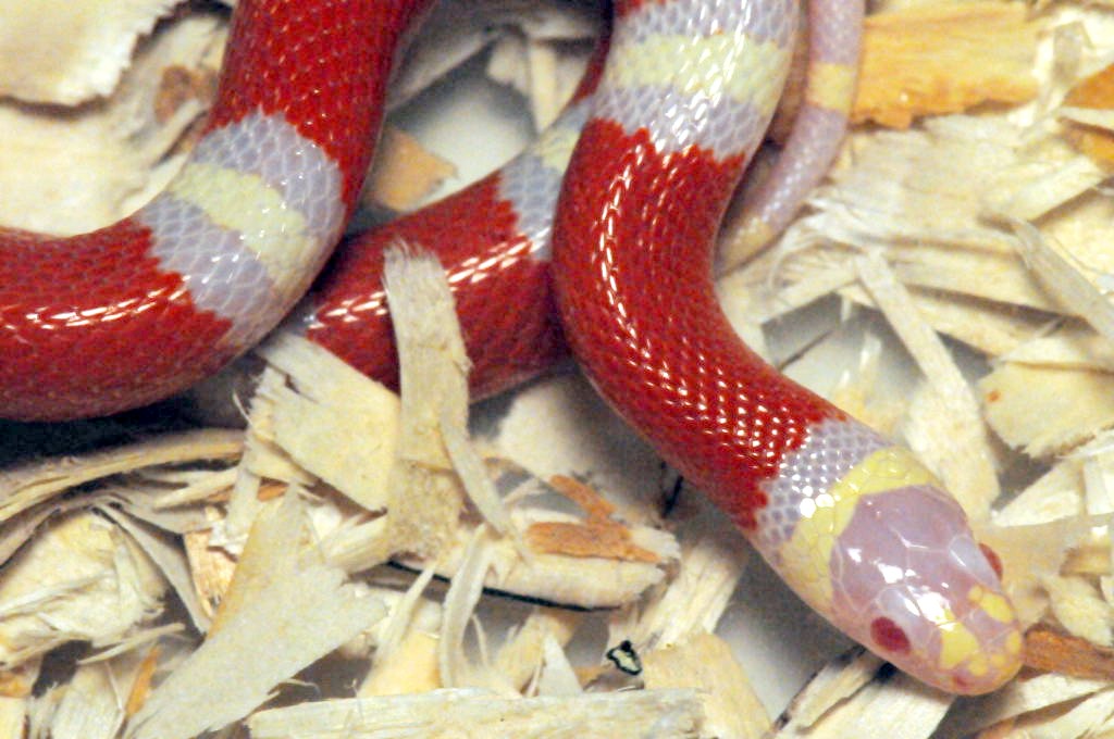 Albino Nelson's Milk Snake. Lampropeltis triangulum nelsoni
