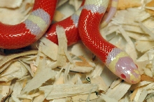 Albino Nelson's Milk Snake. Lampropeltis triangulum nelsoni