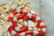 Albino Nelson's Milk Snake. Lampropeltis triangulum nelsoni