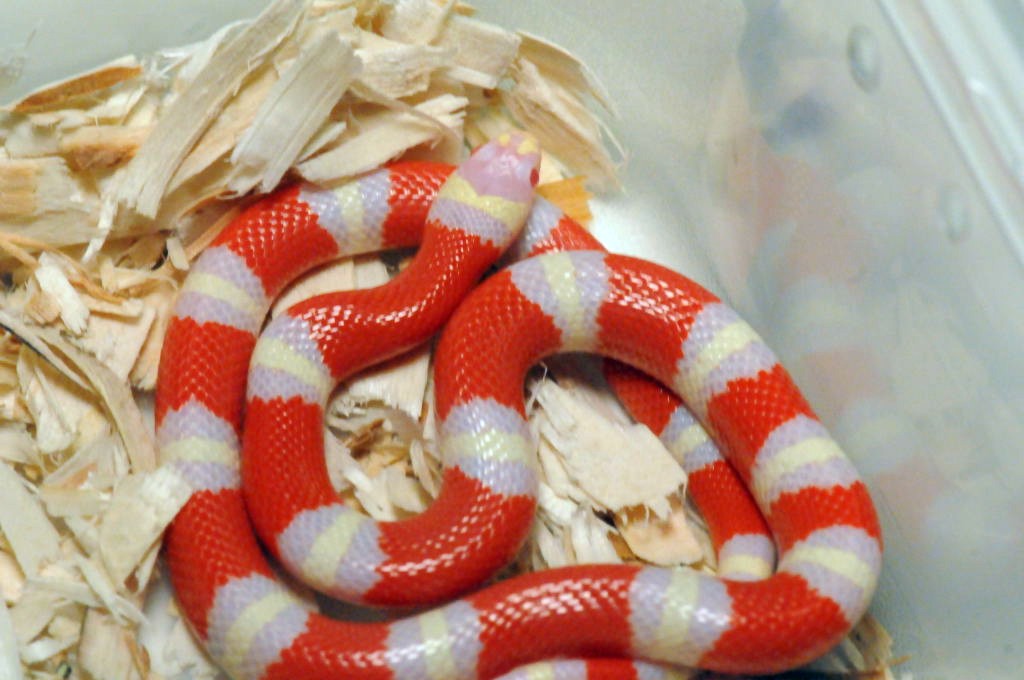 Albino Nelson's Milk Snake. Lampropeltis triangulum nelsoni