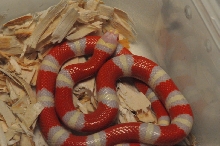 Albino Nelson's Milk Snake. Lampropeltis triangulum nelsoni