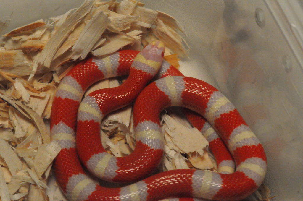 Albino Nelson's Milk Snake. Lampropeltis triangulum nelsoni