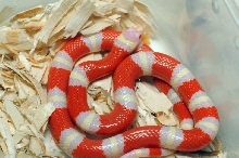 Albino Nelson's Milk Snake. Lampropeltis triangulum nelsoni