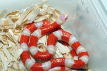 Albino Nelson's Milk Snake. Lampropeltis triangulum nelsoni
