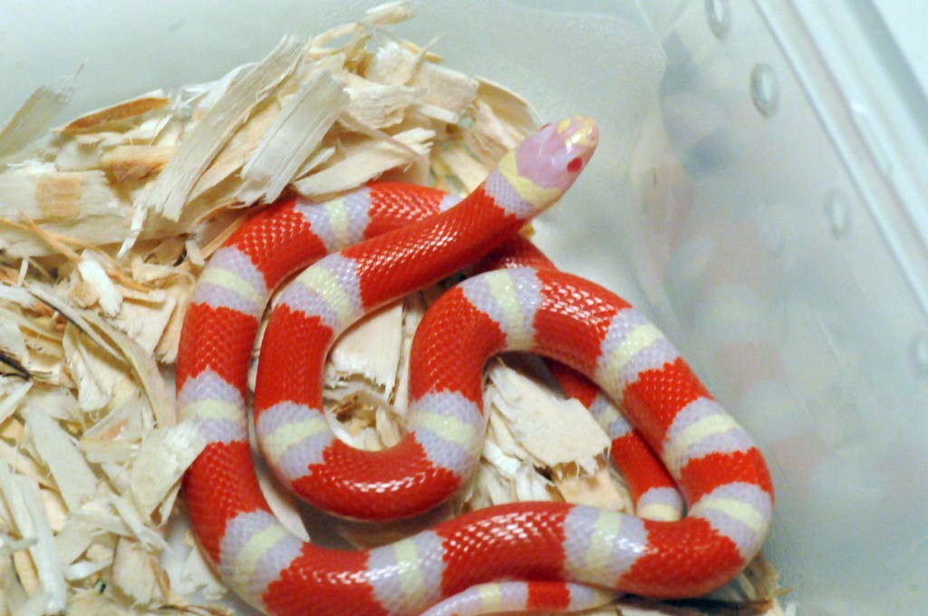 Albino Nelson's Milk Snake. Lampropeltis triangulum nelsoni