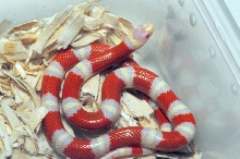 Albino Nelson's Milk Snake. Lampropeltis triangulum nelsoni