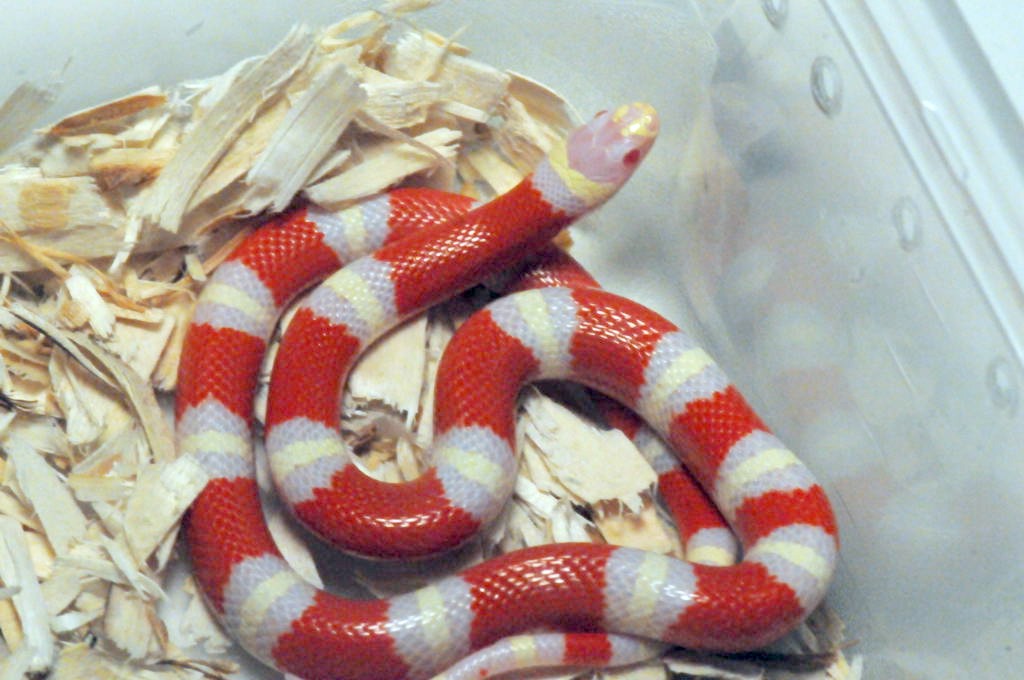 Albino Nelson's Milk Snake. Lampropeltis triangulum nelsoni