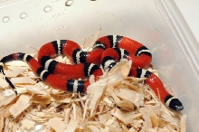 Albino Milk Snake. Lampropeltis triangulum nelsoni