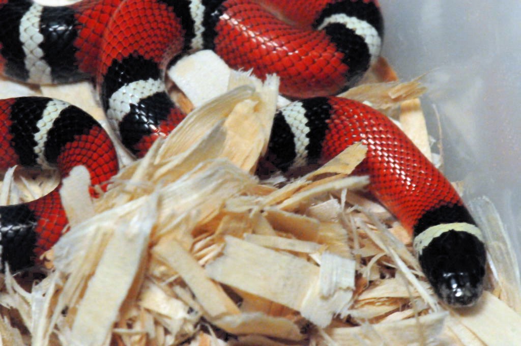 Albino Milk Snake. Lampropeltis triangulum nelsoni