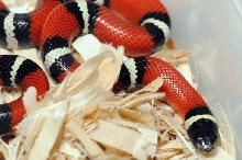 Albino Milk Snake. Lampropeltis triangulum nelsoni