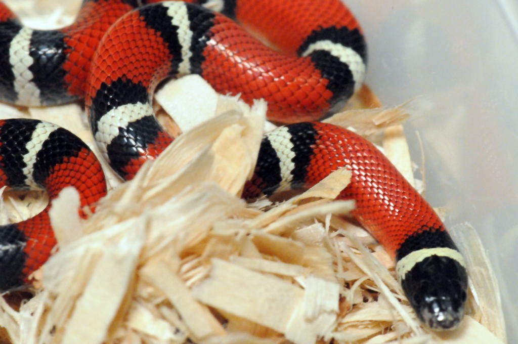Albino Milk Snake. Lampropeltis triangulum nelsoni