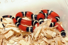 Albino Milk Snake. Lampropeltis triangulum nelsoni