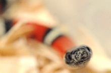 Albino Milk Snake. Lampropeltis triangulum nelsoni