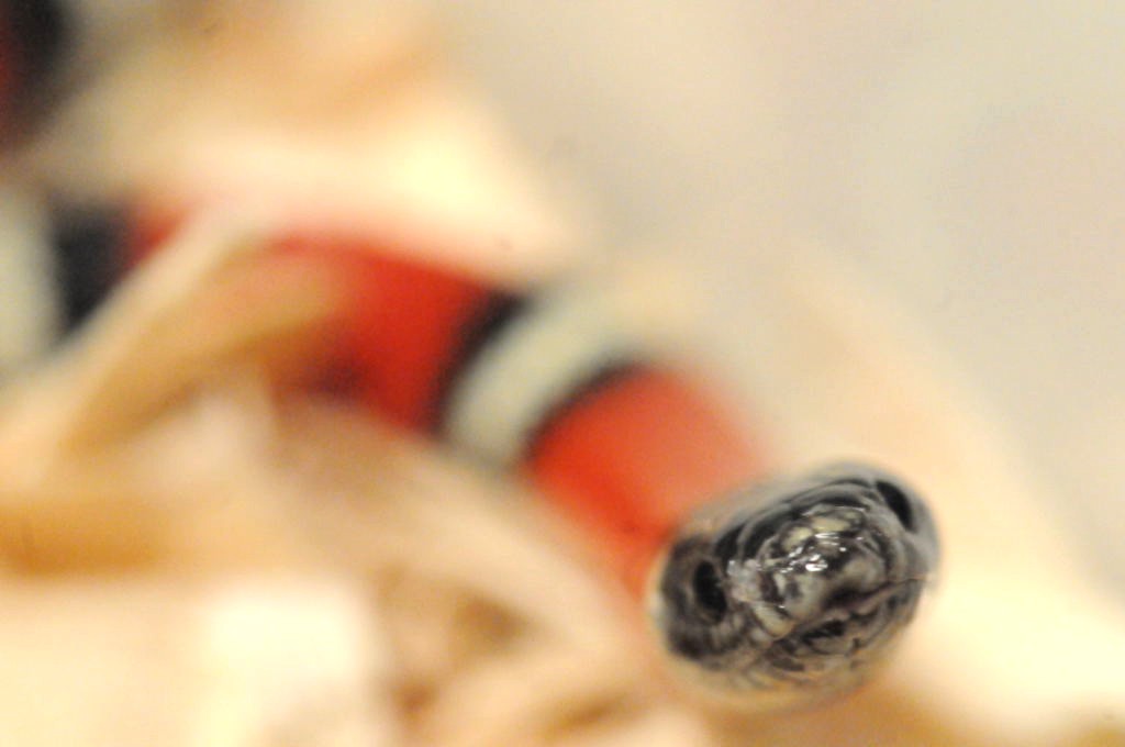 Albino Milk Snake. Lampropeltis triangulum nelsoni