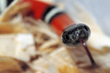 Albino Milk Snake. Lampropeltis triangulum nelsoni