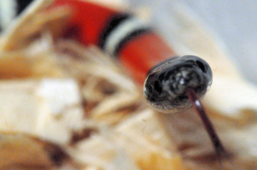 Albino Milk Snake. Lampropeltis triangulum nelsoni