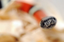 Albino Milk Snake. Lampropeltis triangulum nelsoni
