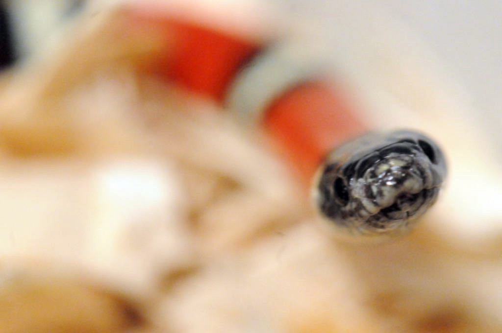 Albino Milk Snake. Lampropeltis triangulum nelsoni
