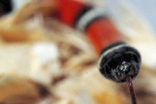 Albino Milk Snake. Lampropeltis triangulum nelsoni