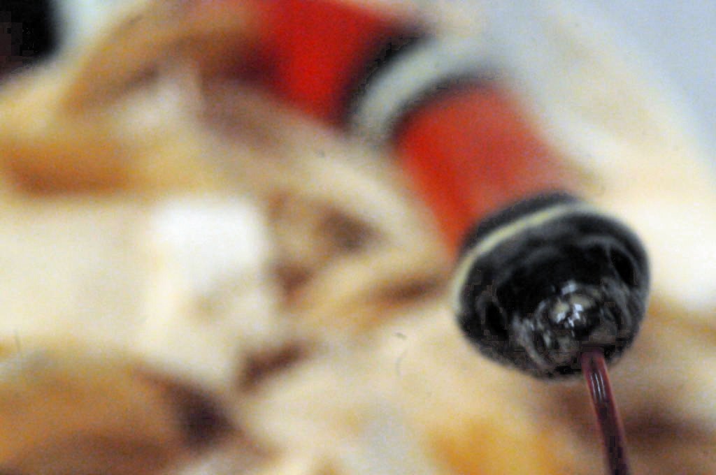 Albino Milk Snake. Lampropeltis triangulum nelsoni