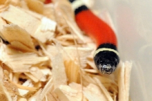 Albino Milk Snake. Lampropeltis triangulum nelsoni