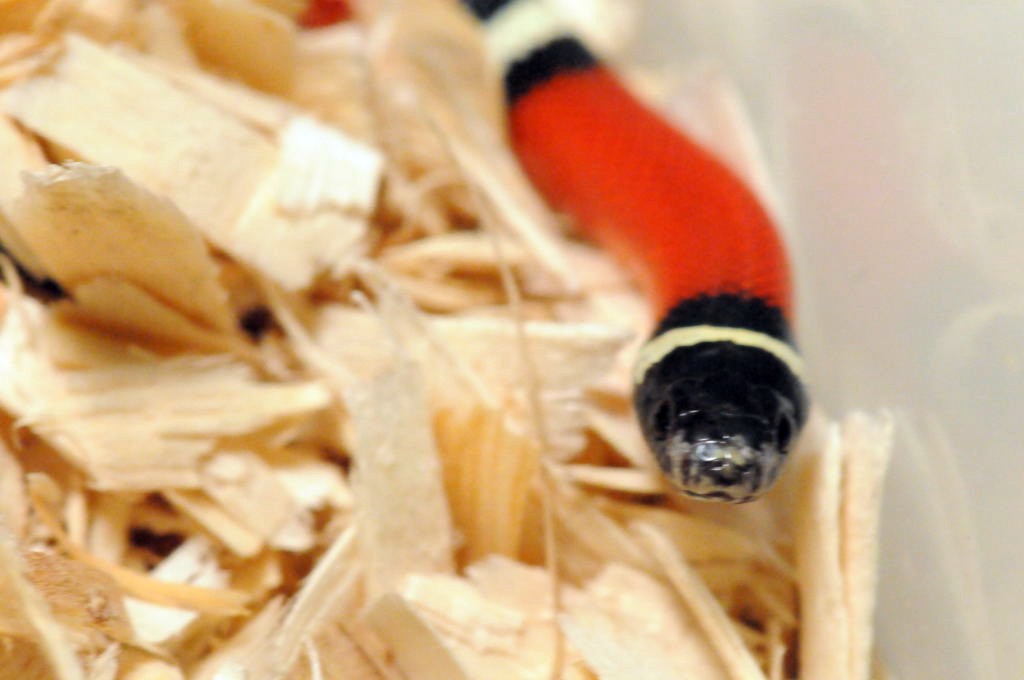 Albino Milk Snake. Lampropeltis triangulum nelsoni
