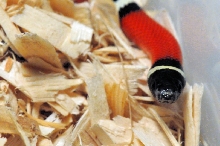 Albino Milk Snake. Lampropeltis triangulum nelsoni
