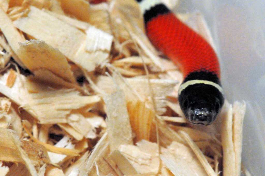 Albino Milk Snake. Lampropeltis triangulum nelsoni