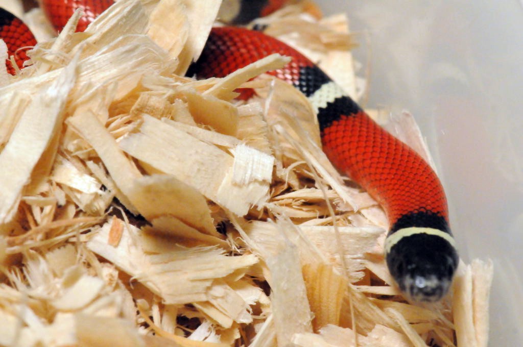 Albino Milk Snake. Lampropeltis triangulum nelsoni