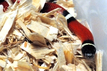 Albino Milk Snake. Lampropeltis triangulum nelsoni