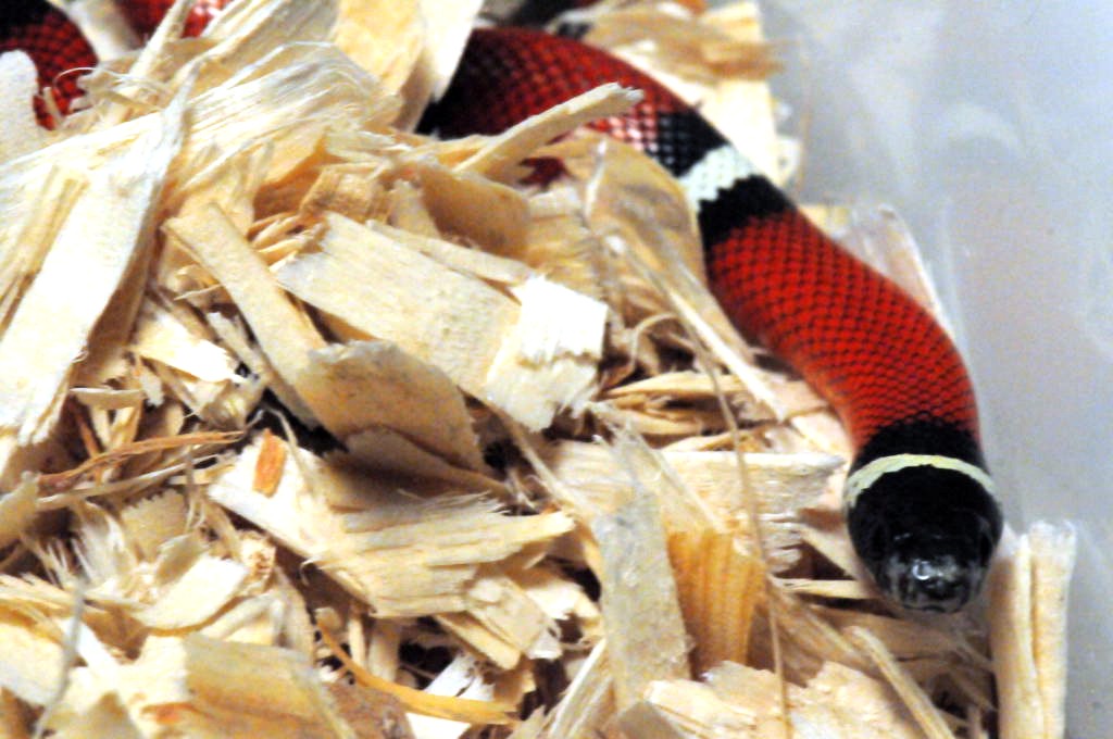 Albino Milk Snake. Lampropeltis triangulum nelsoni