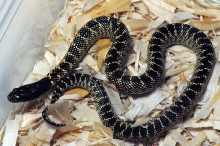 Desert Kingsnake, Sonoran Kingsnake, Lampropeltis getula splendida