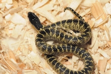 Desert Kingsnake, Sonoran Kingsnake, Lampropeltis getula splendida
