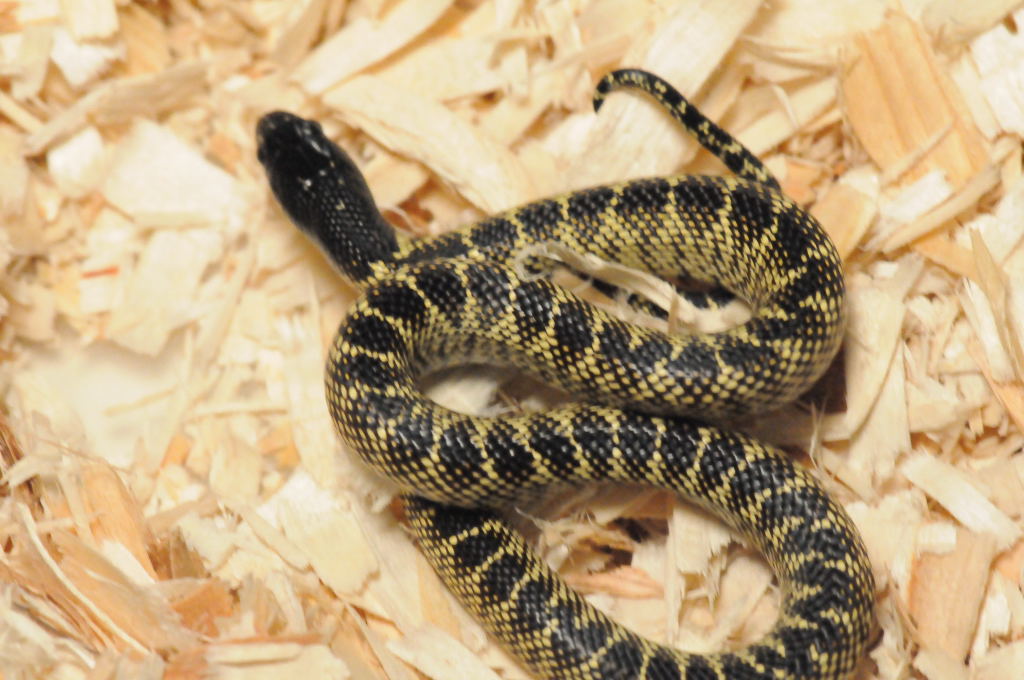 Desert Kingsnake, Sonoran Kingsnake, Lampropeltis getula splendida