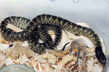 Desert Kingsnake, Sonoran Kingsnake, Lampropeltis getula splendida