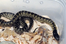 Desert Kingsnake, Sonoran Kingsnake, Lampropeltis getula splendida