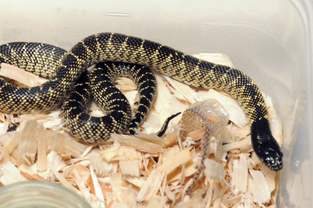 Desert Kingsnake, Sonoran Kingsnake, Lampropeltis getula splendida
