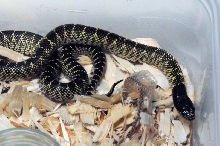 Desert Kingsnake, Sonoran Kingsnake, Lampropeltis getula splendida