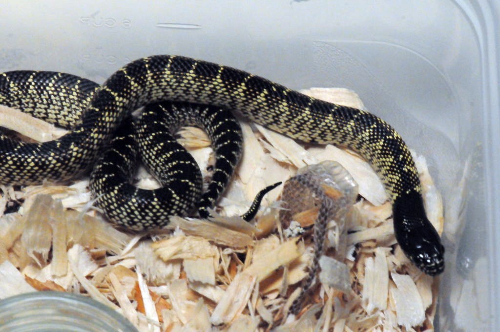 Desert Kingsnake, Sonoran Kingsnake, Lampropeltis getula splendida