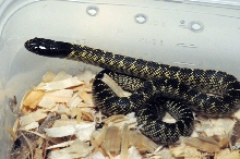 Desert Kingsnake, Sonoran Kingsnake, Lampropeltis getula splendida