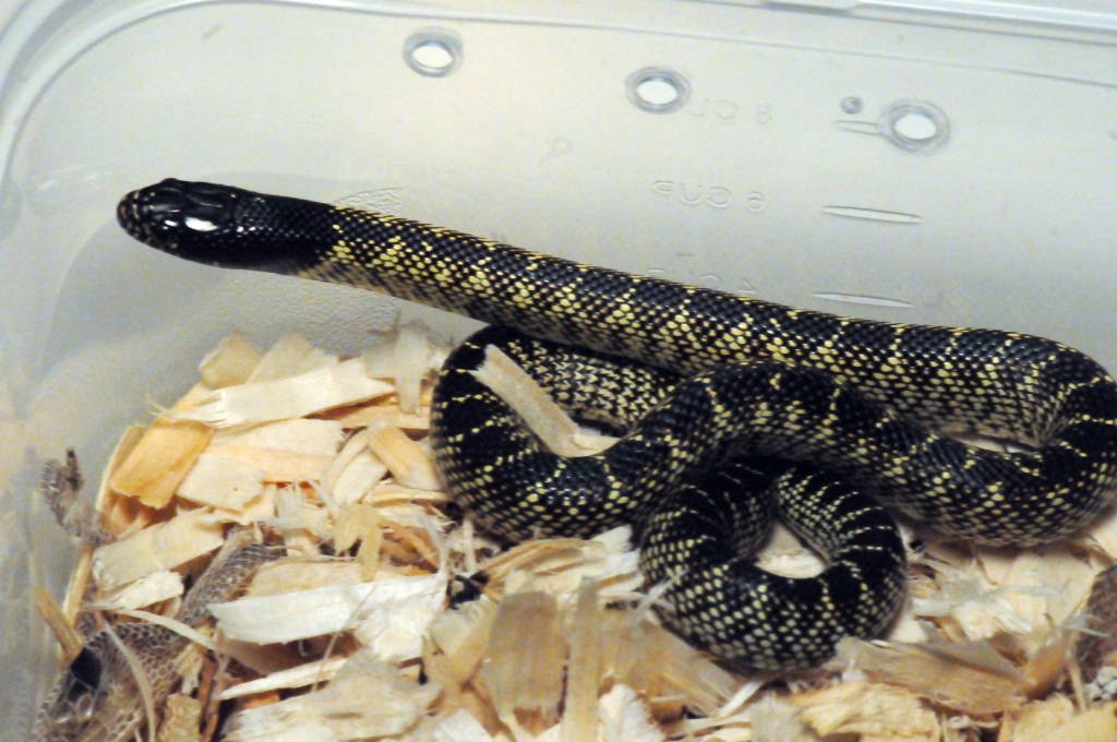 Desert Kingsnake, Sonoran Kingsnake, Lampropeltis getula splendida