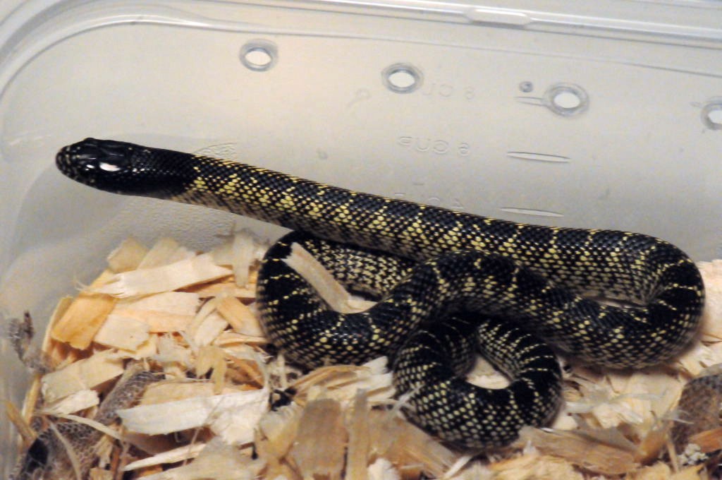 Desert Kingsnake, Sonoran Kingsnake, Lampropeltis getula splendida