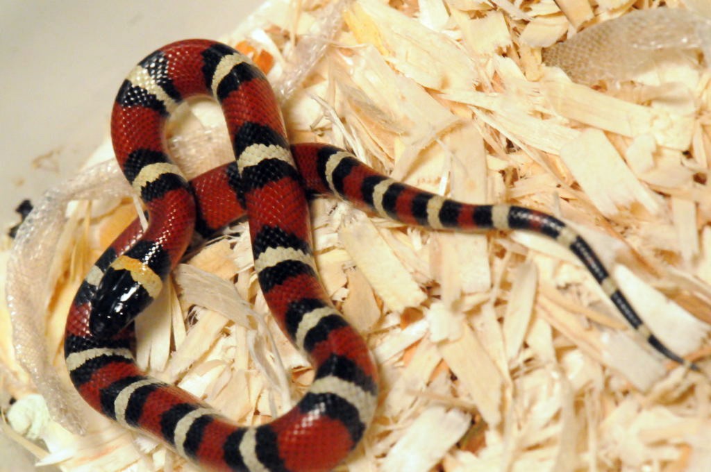 Mexican Milk Snake. Lampropeltis triangulum annulata
