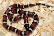 Mexican Milk Snake. Lampropeltis triangulum annulata
