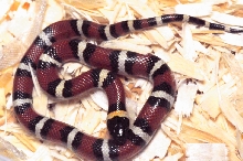 Mexican Milk Snake. Lampropeltis triangulum annulata