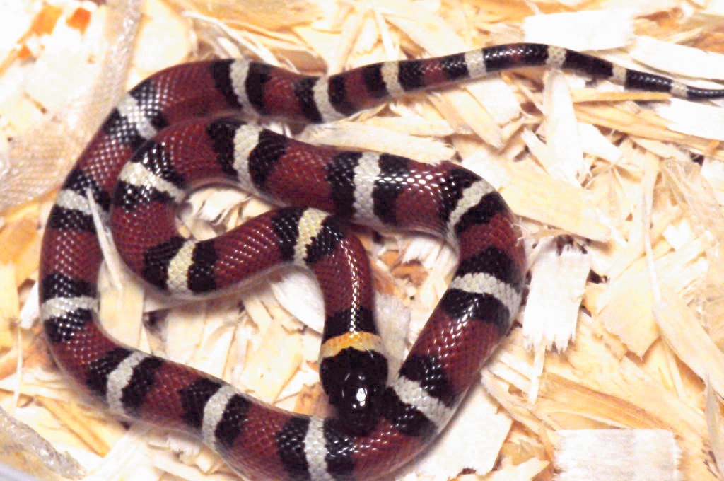 Mexican Milk Snake. Lampropeltis triangulum annulata
